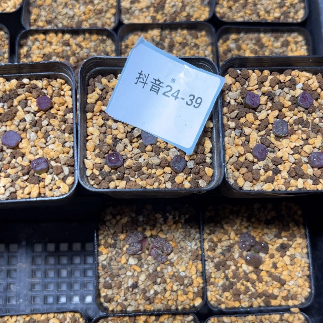 24-39量拍园艺紫方碗一盆5颗