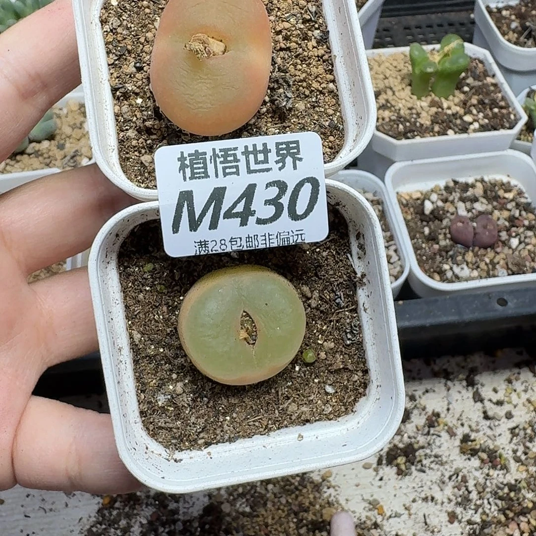 多肉植物的润泽fbbn