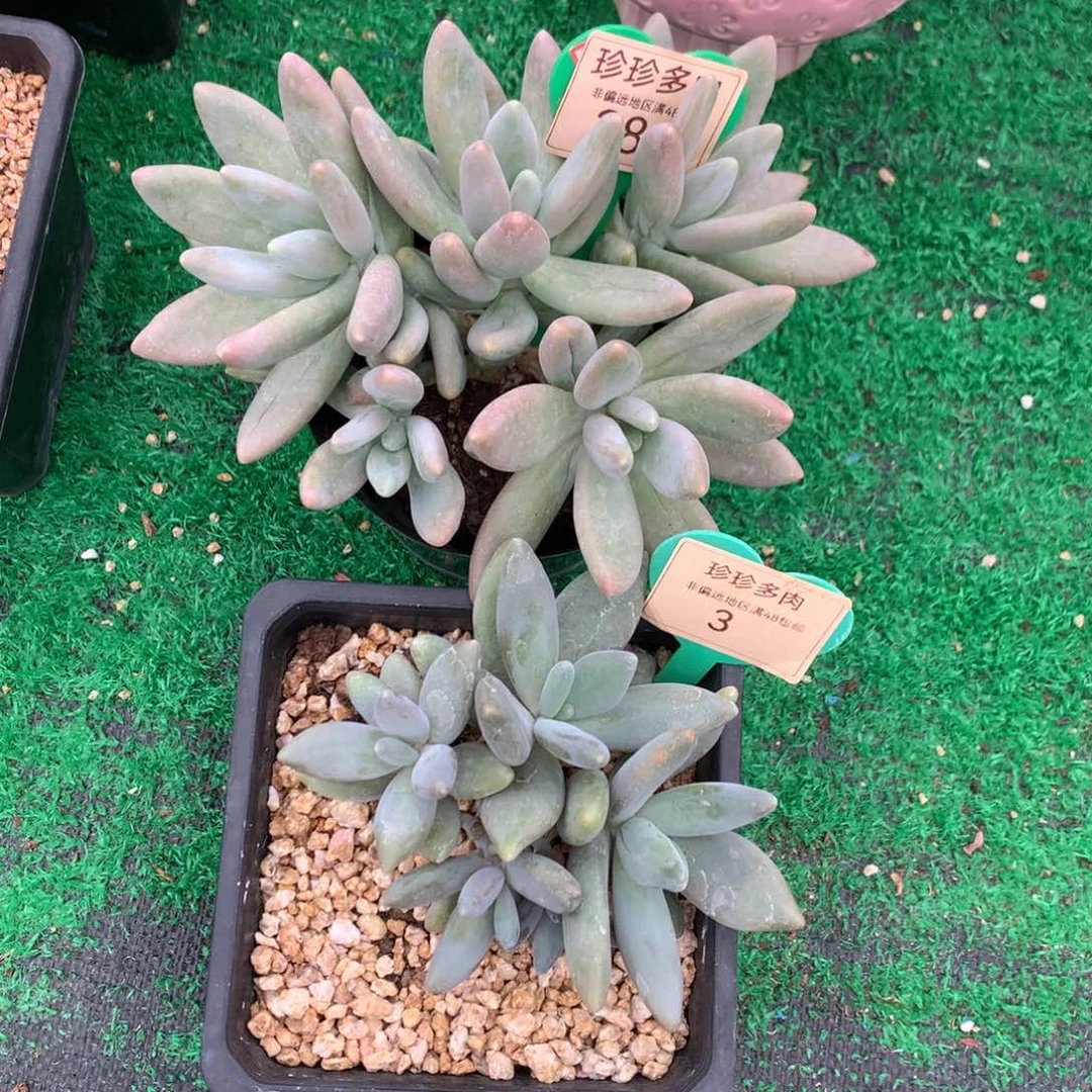 杯**?企鹅3+白兰地281