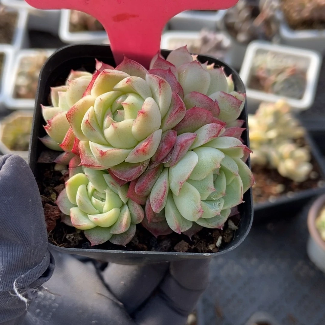 145女王多肉植物保护