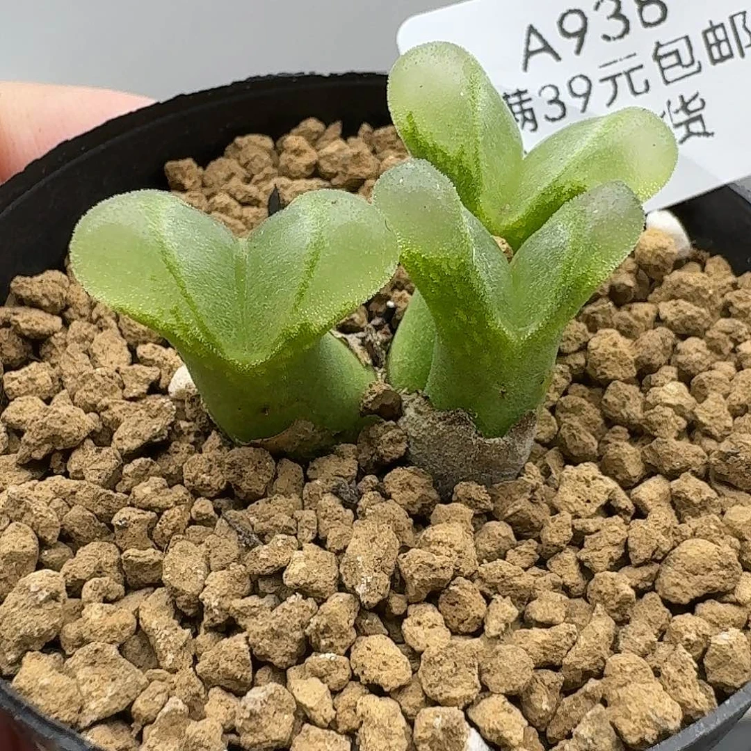 938多肉哈哈哈哈哈哈哈哈