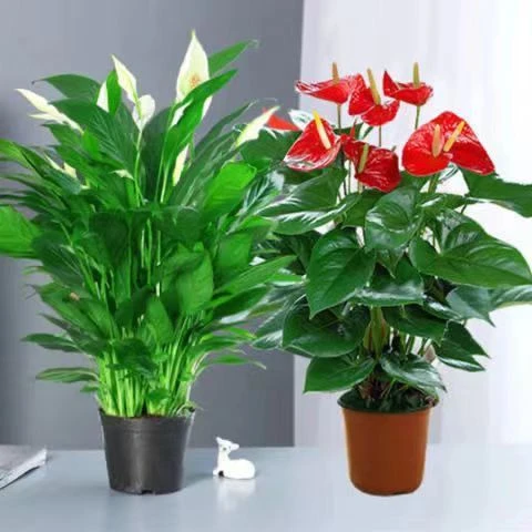 一帆风顺白掌红掌粉掌花卉室内水养水培绿植四季开花好养净化空气