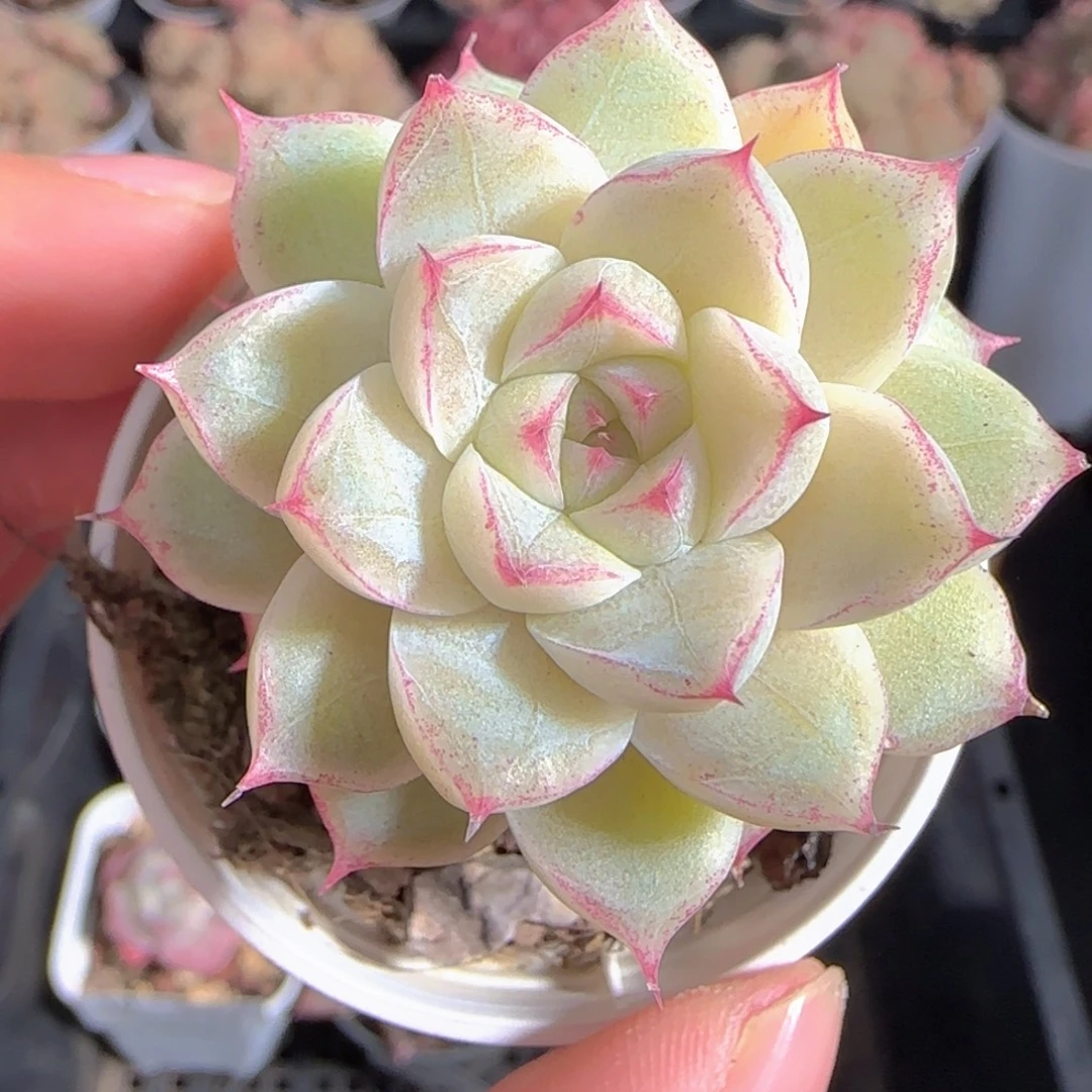 多肉1231-12女王玫瑰