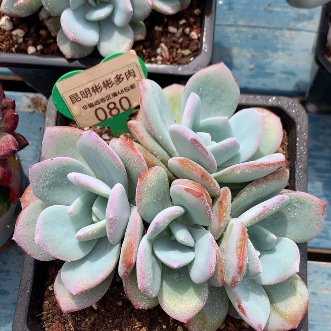 韩版奶茶老桩无砍080