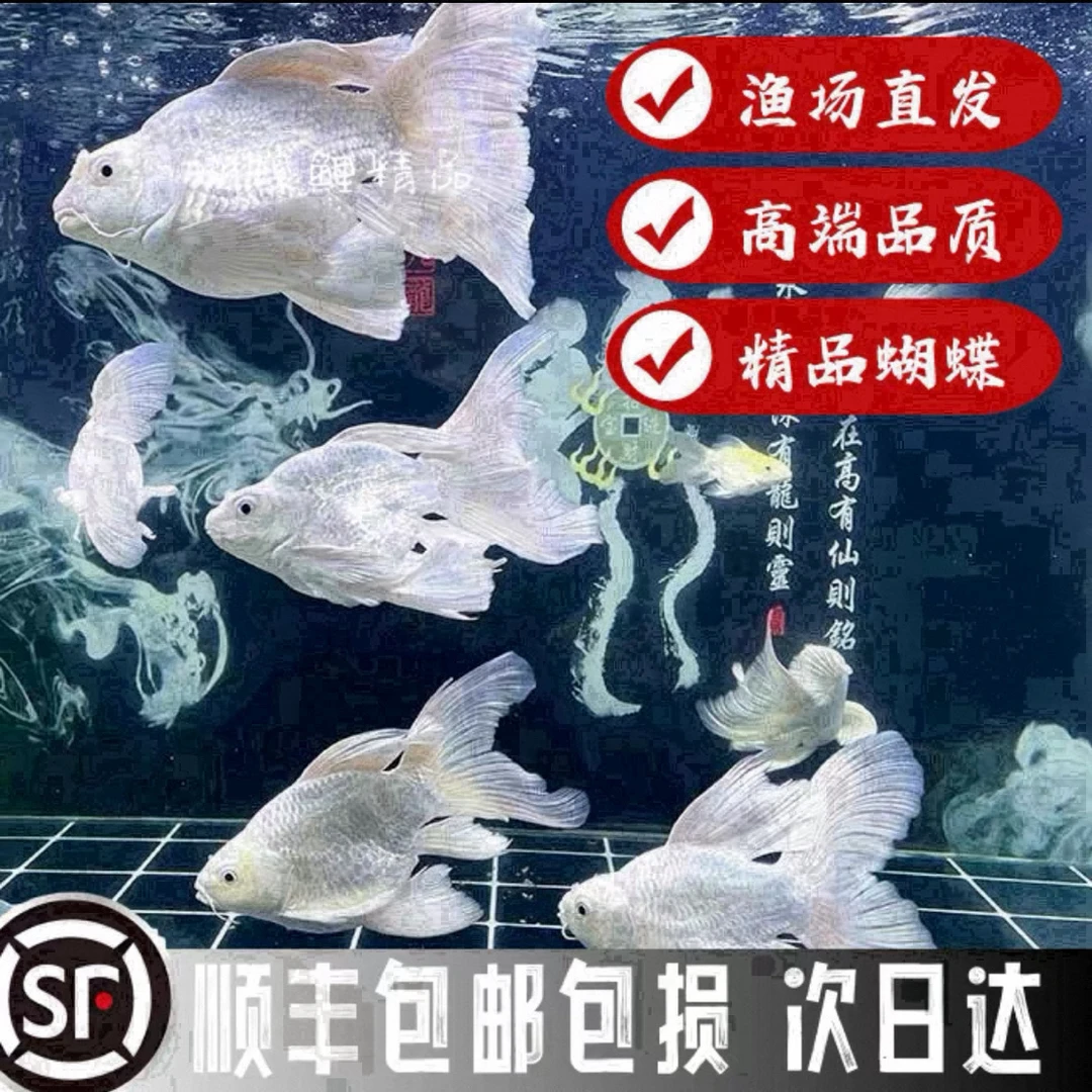 Y11-13厘米纯种台系蝴蝶鲤短身好养耐活发鳍发尾可混养