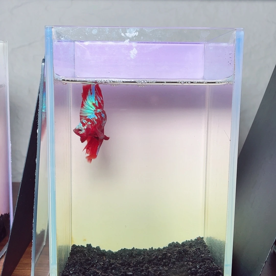 斗鱼彩金半月公鱼