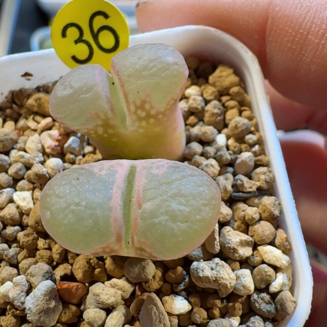 ?****?36.......多肉.....