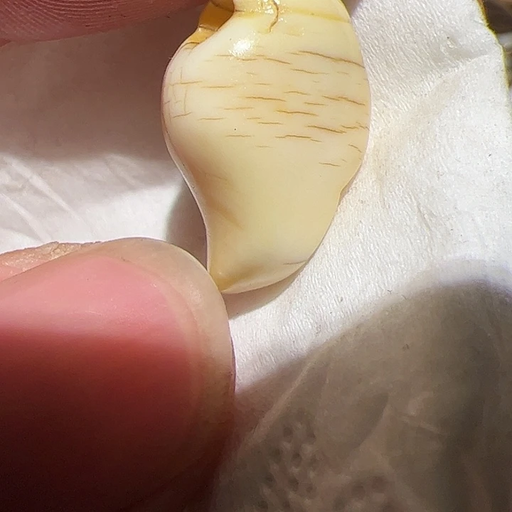 香榧木在这里的时候