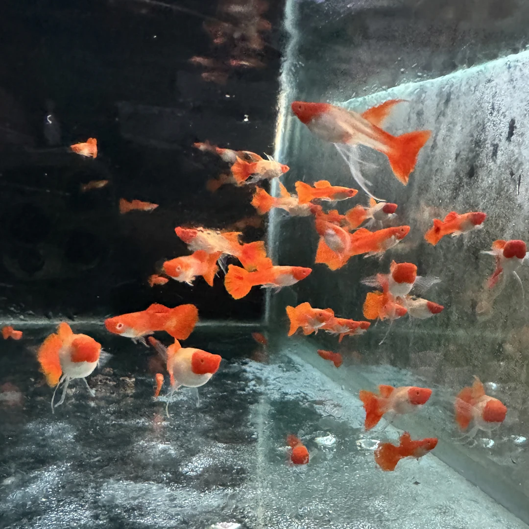 鸿运当头缎带孔雀鱼热带鱼观赏鱼