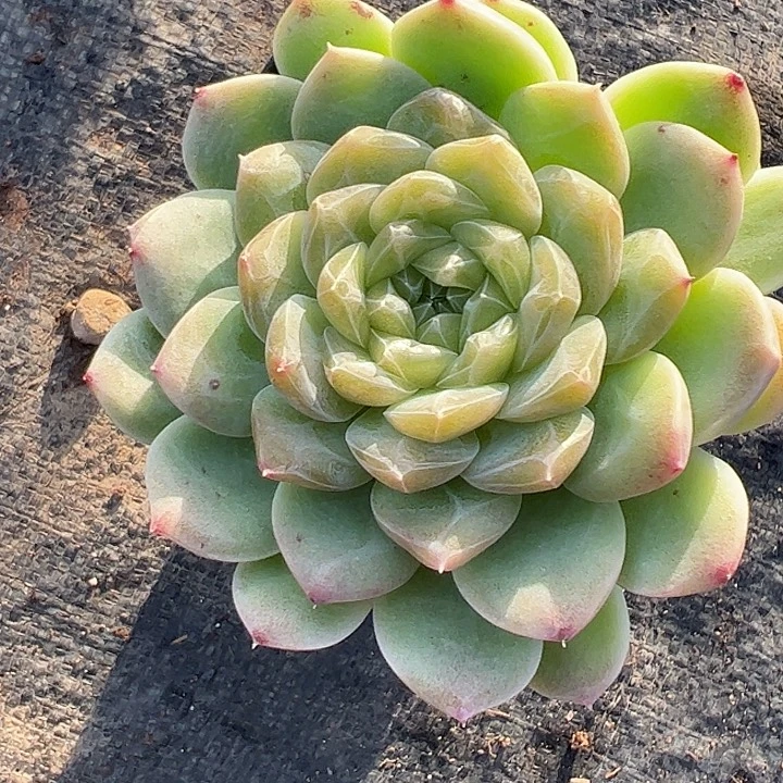 珍妮麦秆1111111111