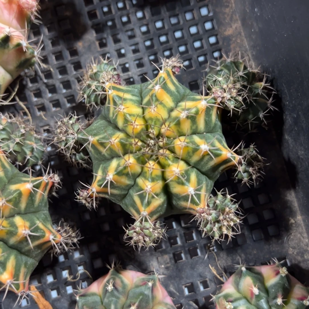 米哈锦侧芽自根脱土发货24