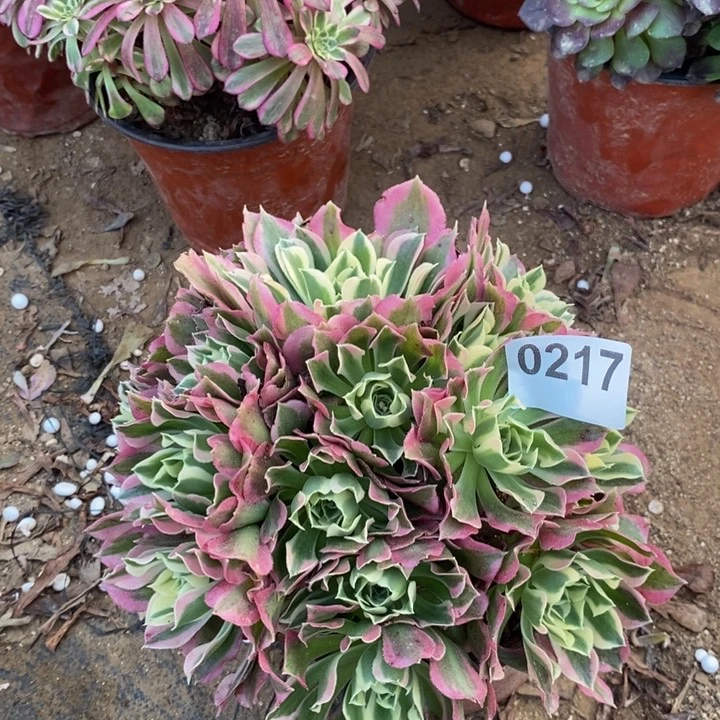 217白凤绣球多肉