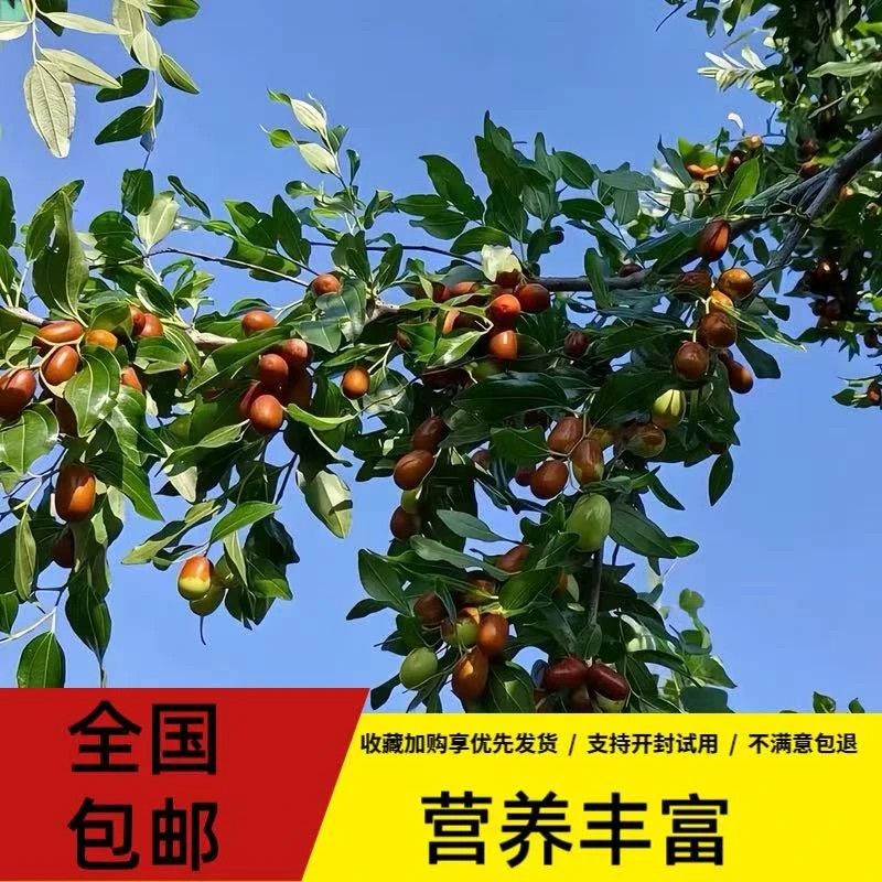 当天采摘新鲜朝阳孙家湾平顶枣大枣生吃酸甜蒸吃软糯果肉饱满