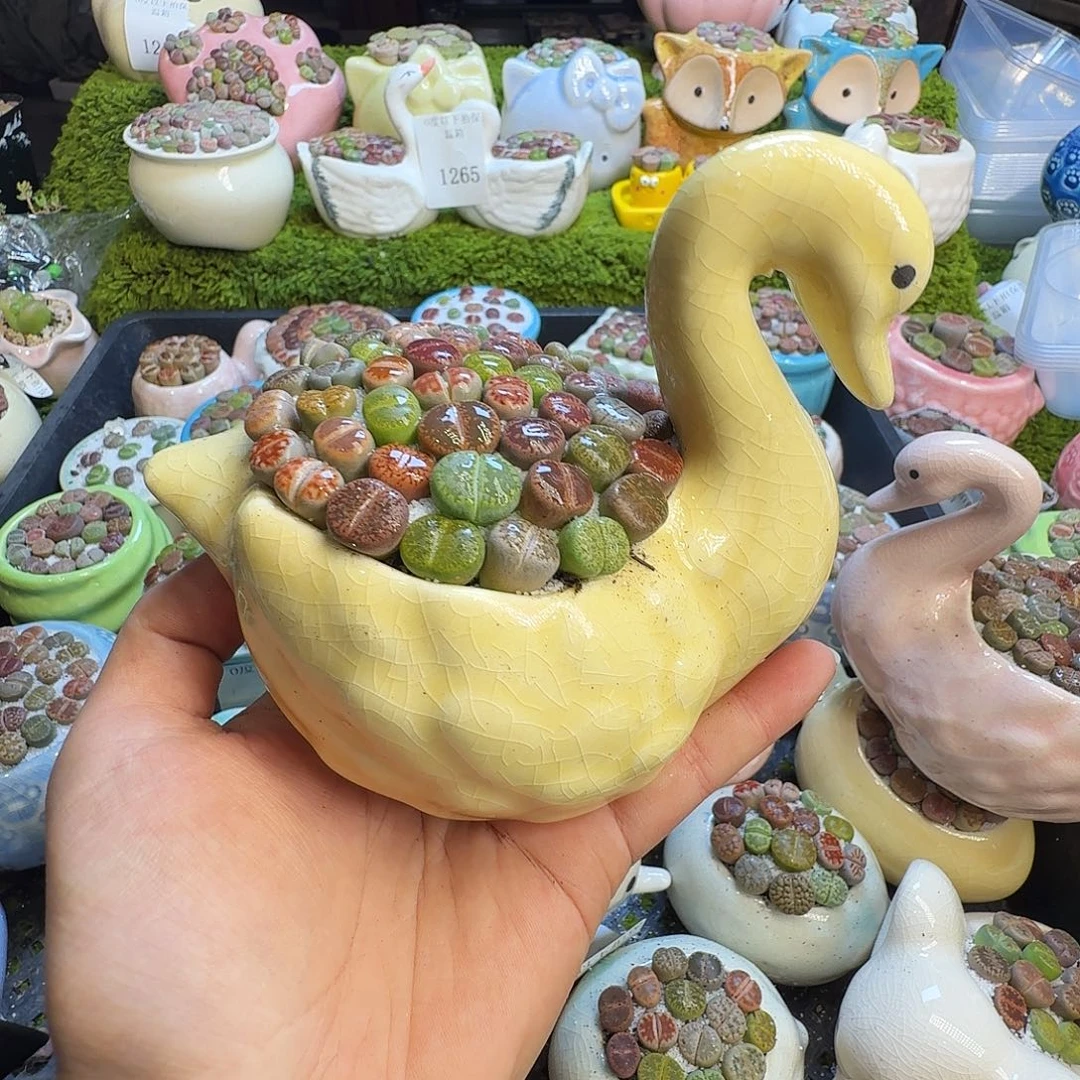 多肉葡萄的味道真的1272