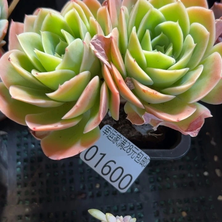 幸运儿是一位非常幸运