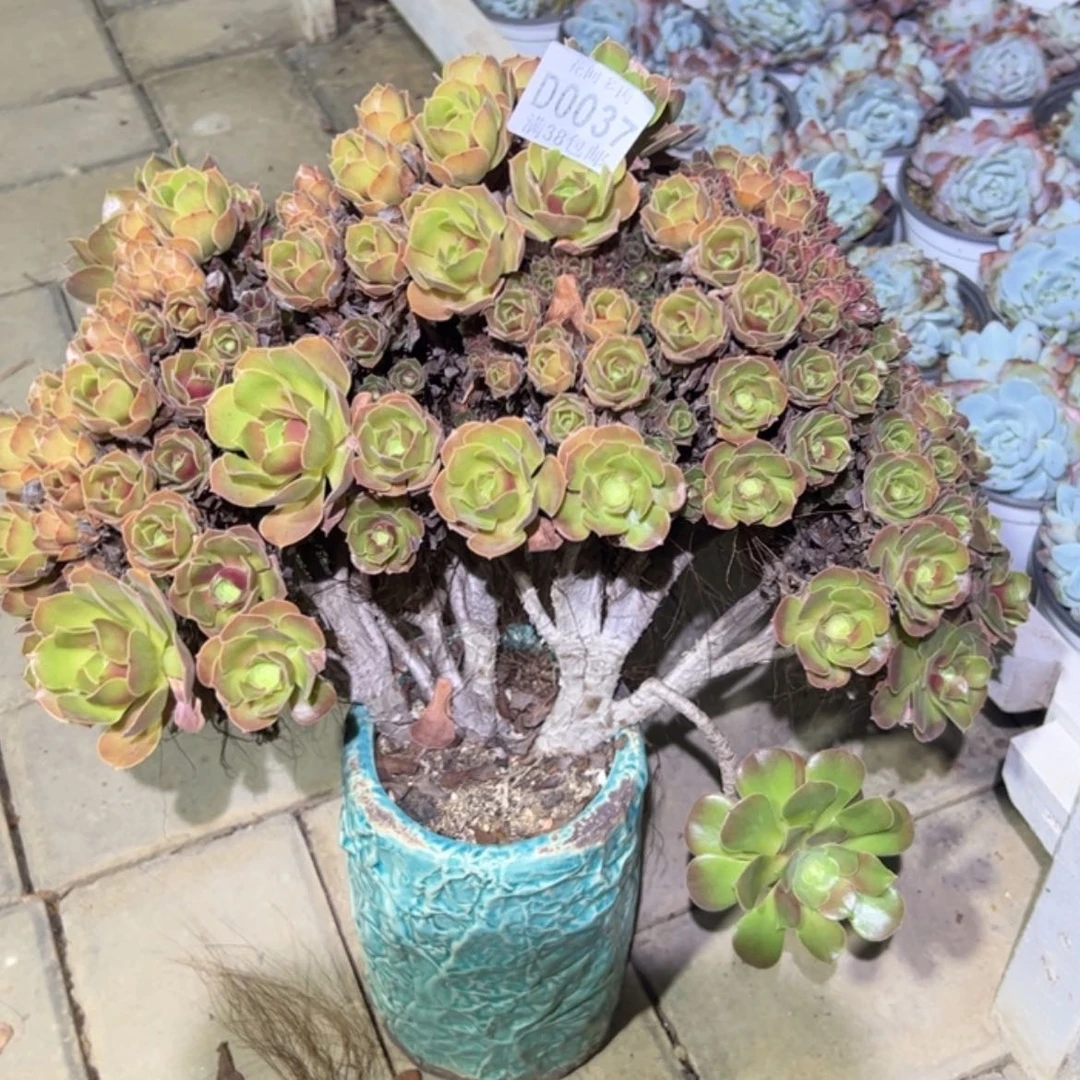 【闪购商品】037缀化多肉