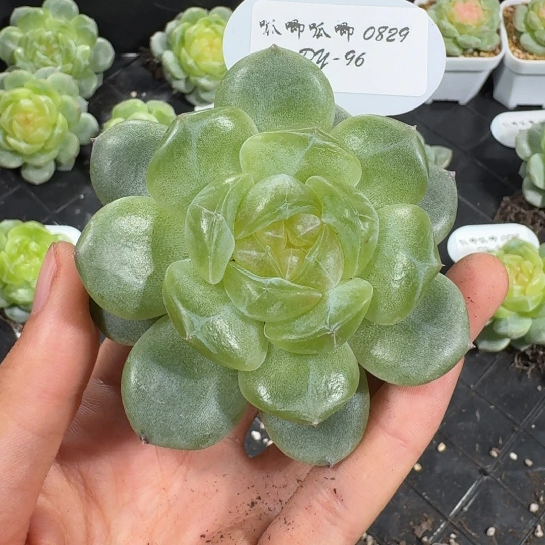 0829-96-30系列单头