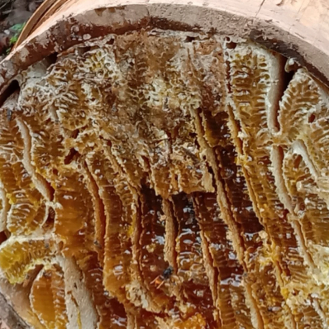 四川达州正宗高山农家古法养蜂土蜂蜜野花蜜（纯天然无任何添加）