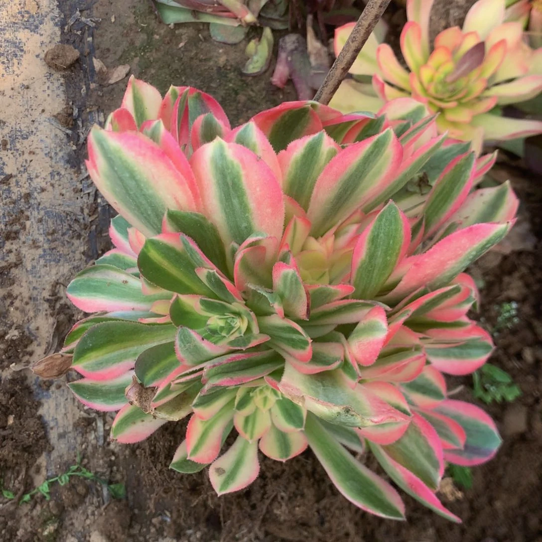 123洛神多肉植物