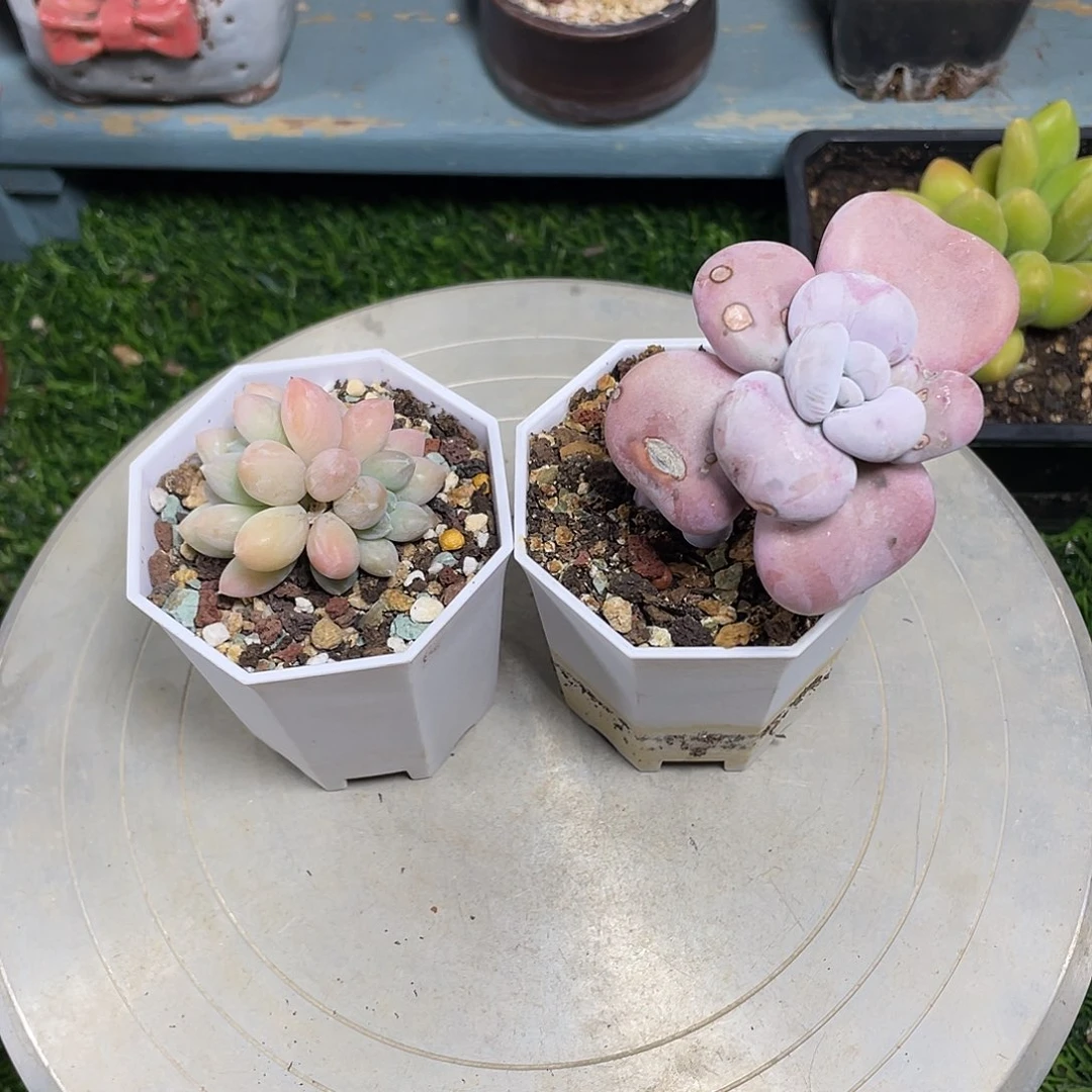 K***勋奶桃奶糖多肉植物