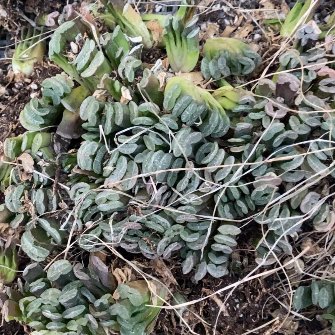 2119 一颗实生小玉扇 周末整点福利