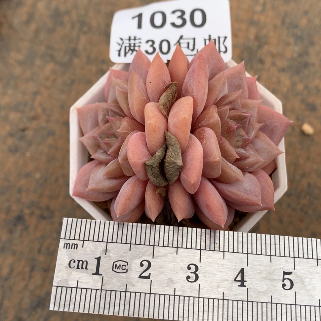 1030双头桃铃冠服