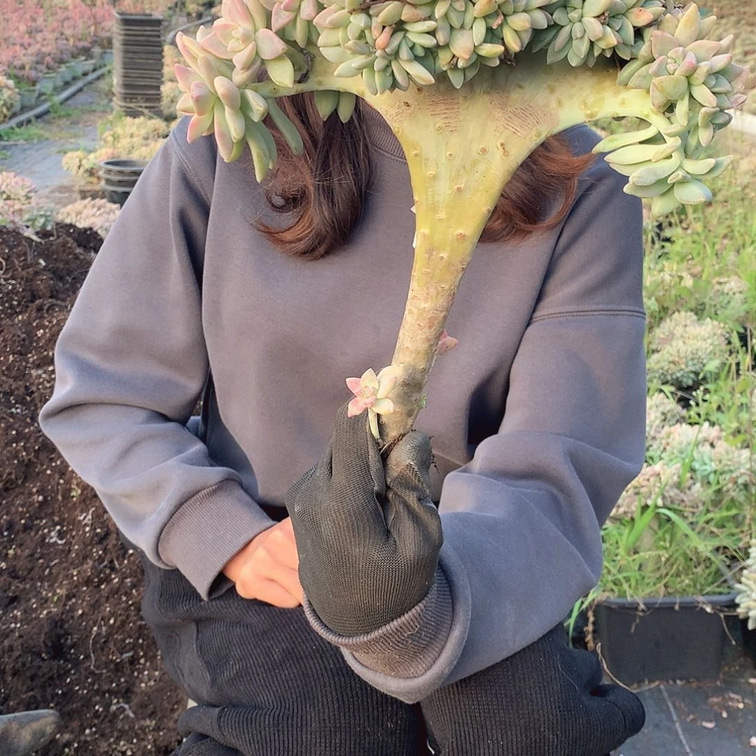 304 淡雪缀 一物一拍