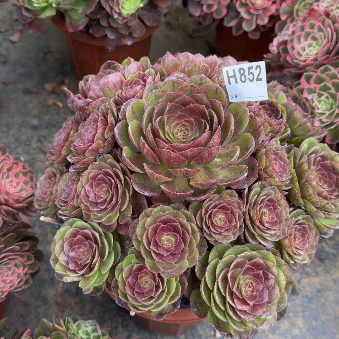 852。     黑膜。