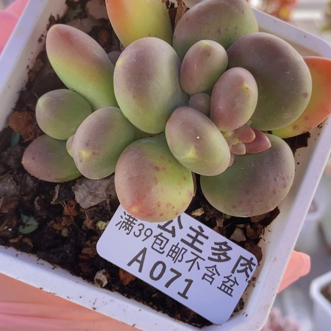 芒果奶6cm071多肉植物