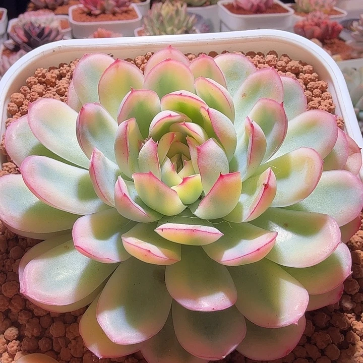 草莓冰锦多肉植物