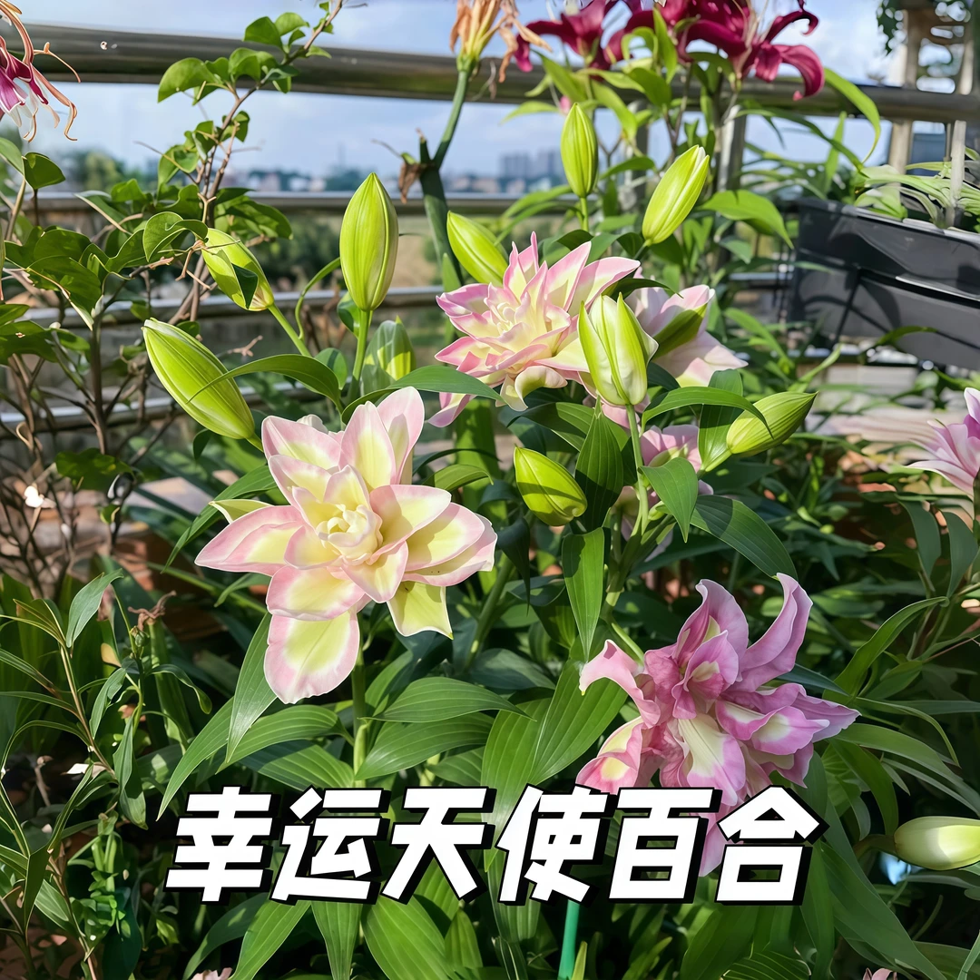 重瓣百合【幸运天使】荷兰进口香水百合四季花卉浓香种球盆栽超大花