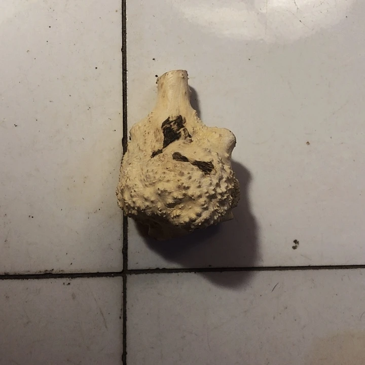 空***雪木木料木料木料木料