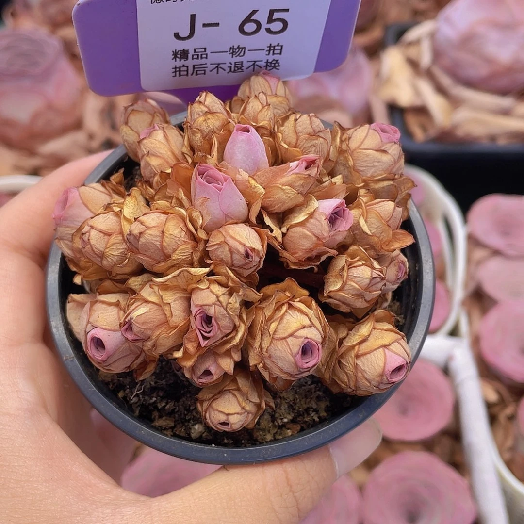 美***夕山地玫瑰J65满38包邮裸根发货