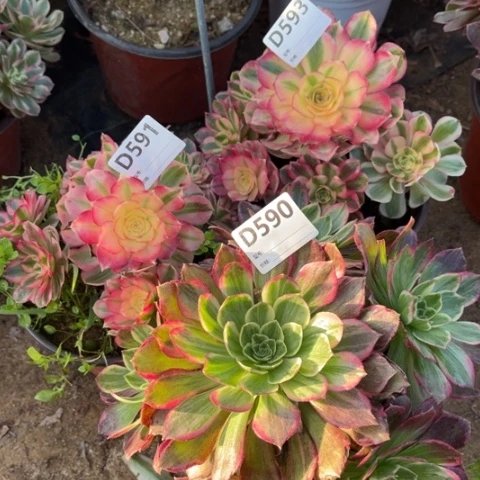 多肉植物倾城水蜜桃三个