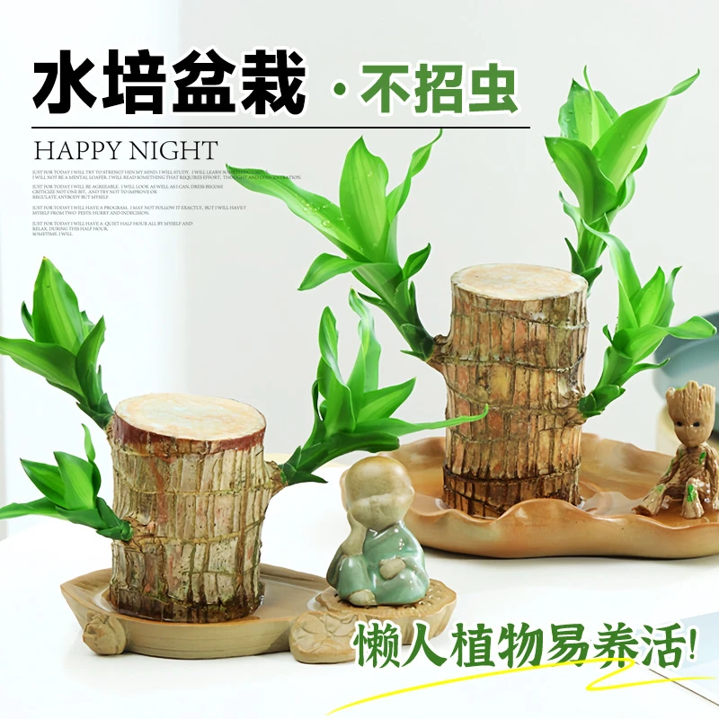 巴西木幸运木开花带芽发货水培植物室内好养格鲁特小树人四季好养