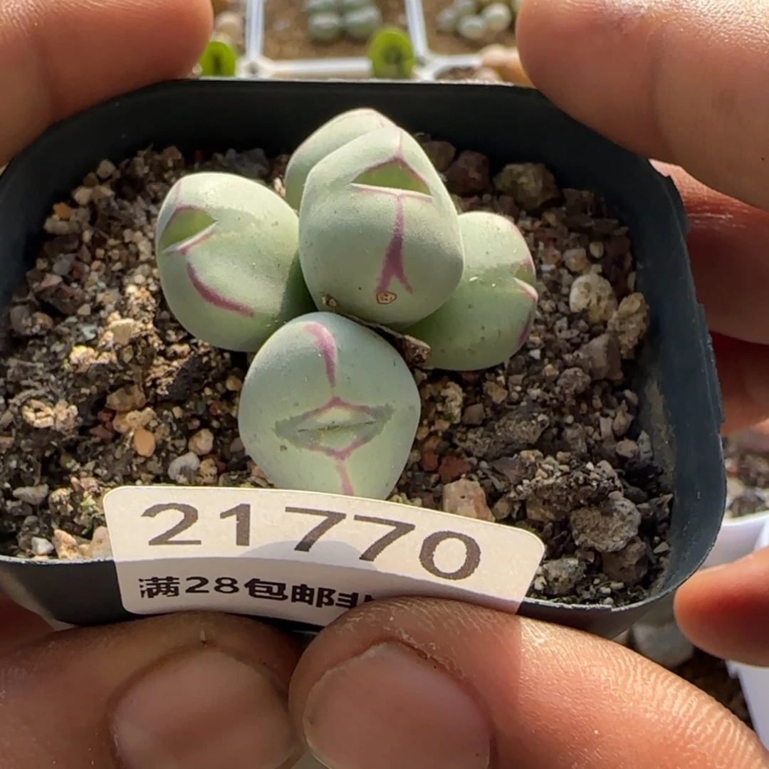 【闪购商品】s****）21770