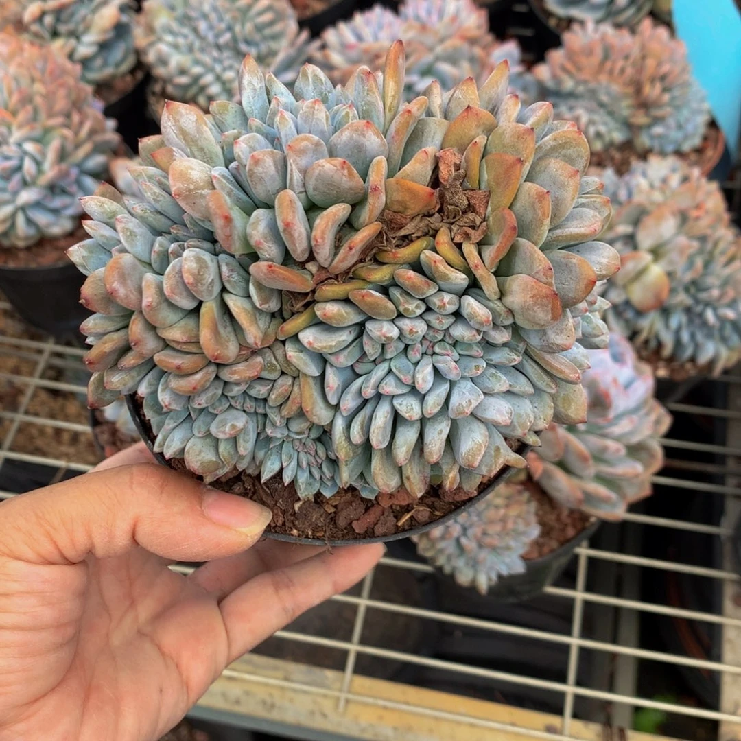 91702缀嗯嗯嗯嗯嗯嗯好喜欢你