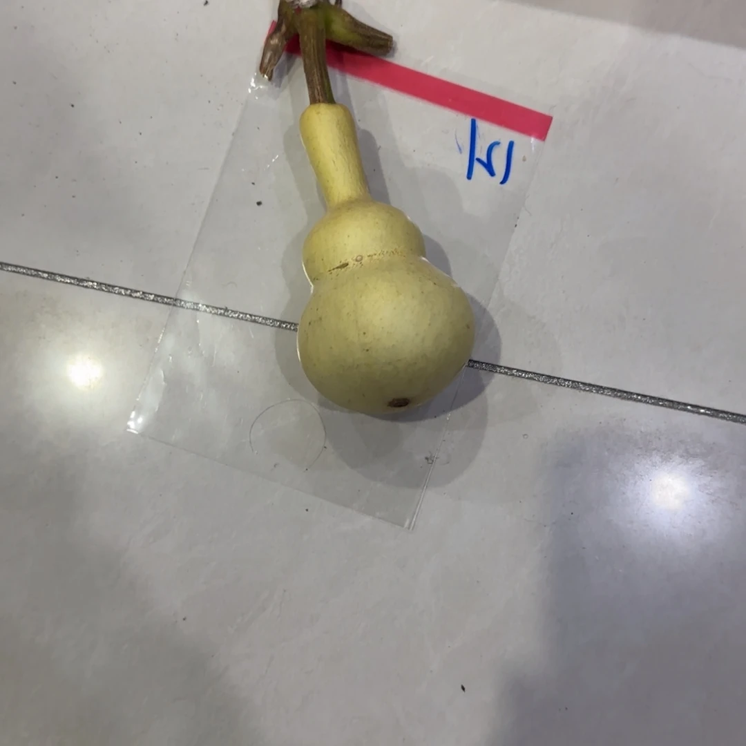 绿***情青皮不包成青皮不包成