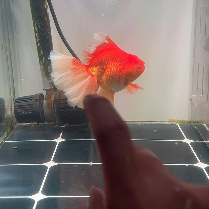 金鱼百褶态势压成46