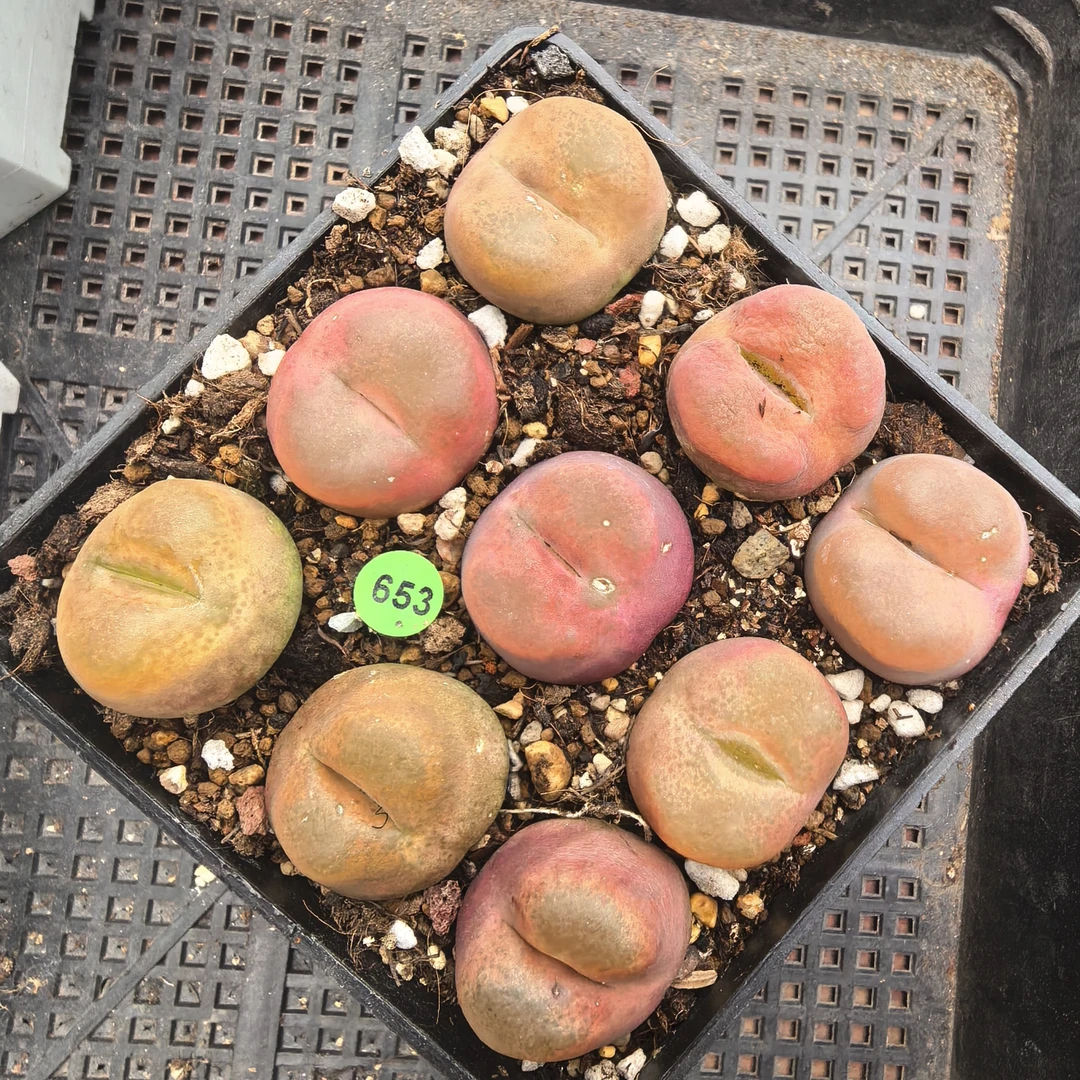 瑕疵2.5-2.7cm脱土多肉653