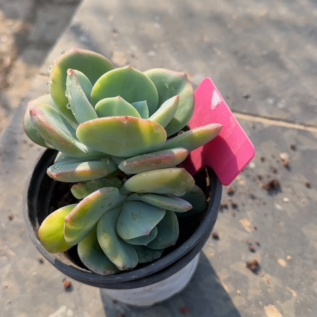 多肉植物白凤双头黄肤蓝鲸