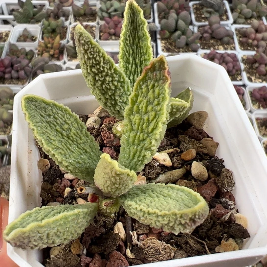 绿皮双头纯木质桩多肉植物