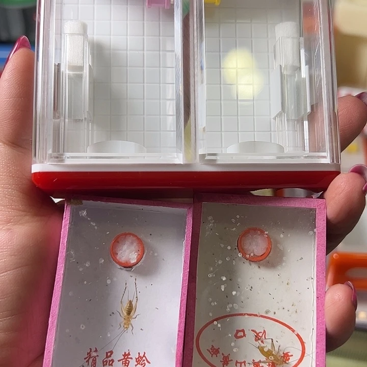 小***乖蟋蟀哈哈哈哈哈哈哈哈哈哈哈