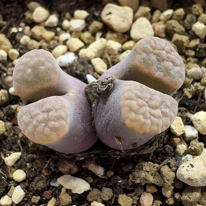 老马生石花磁铁2534
