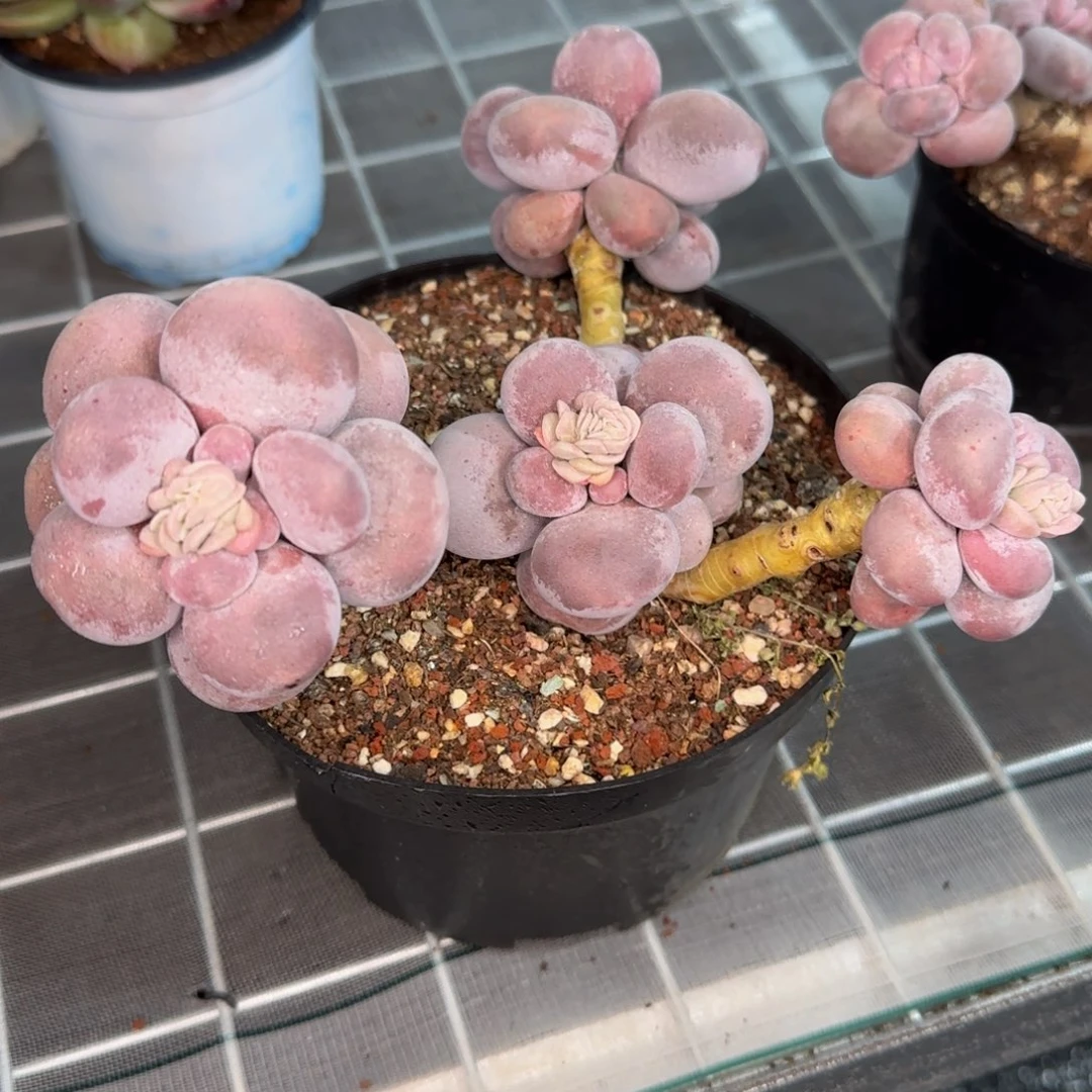 从前慢花园精选多肉原始奶