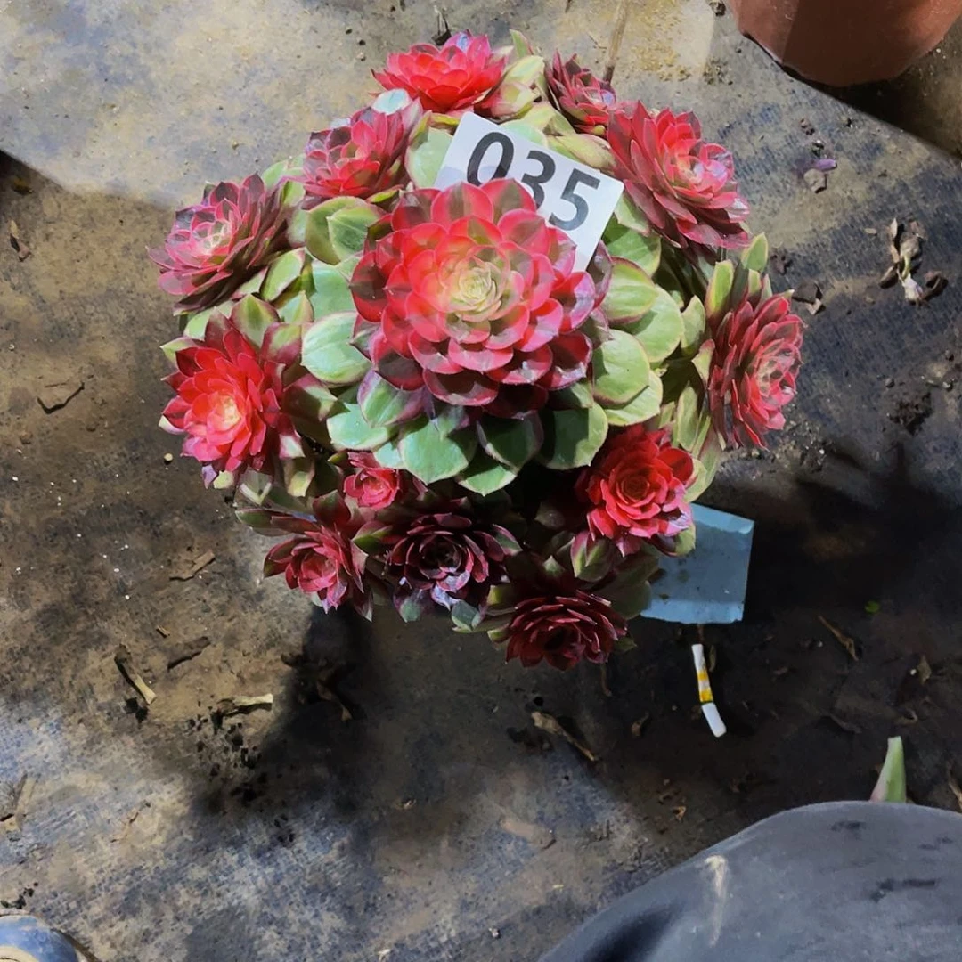 多肉黑魔锦脱土发货035