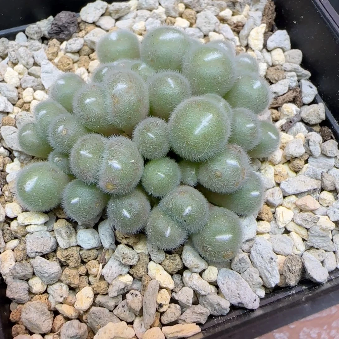 37头大型绿毛球多肉植物一颗