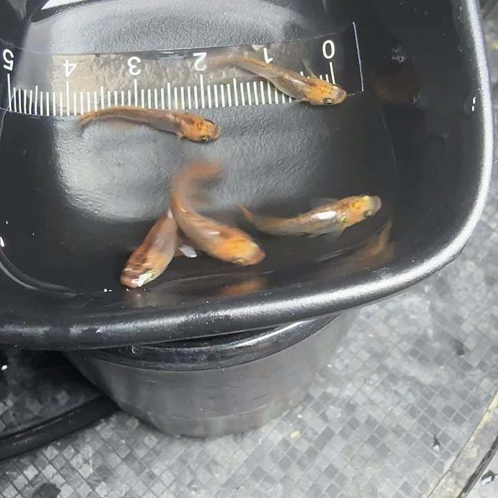 青鳉34号拍品龙章5条