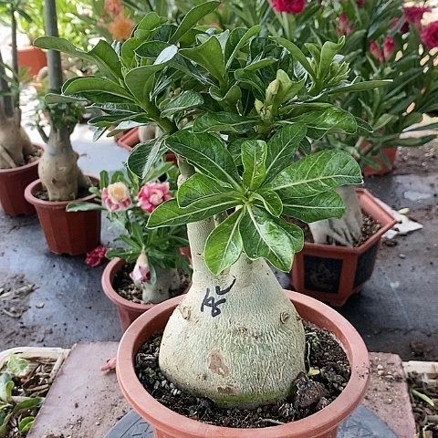 【闪购商品】无花朵情**光