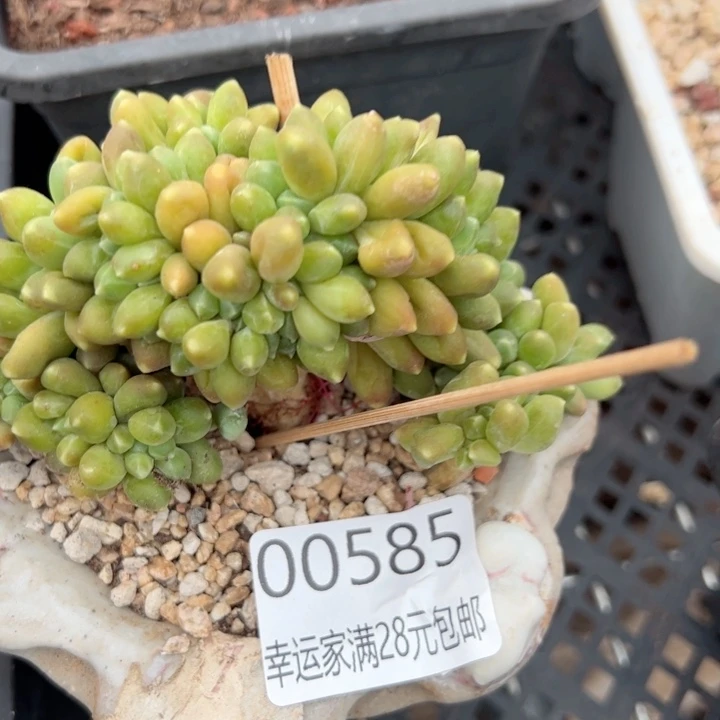 幸运的是我的朋友们都